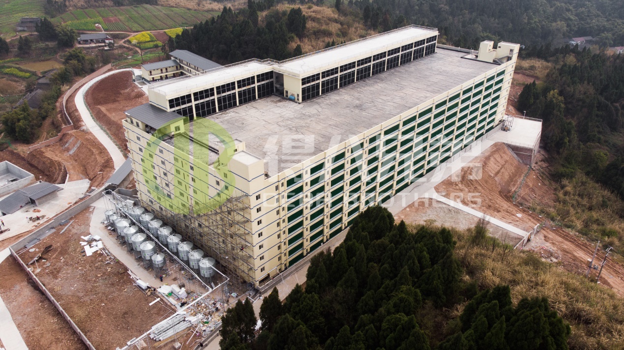 현대 돼지 농장 설계에서 환경 품질을 개선하는 방법