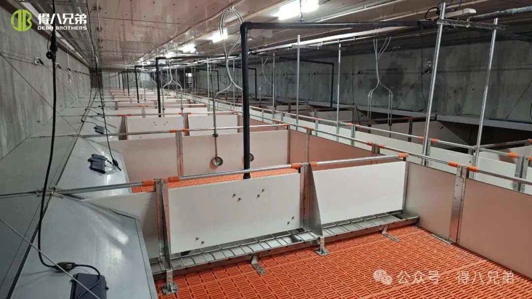 더운 날씨에 돼지 농장의 열 스트레스 예방 및 관리